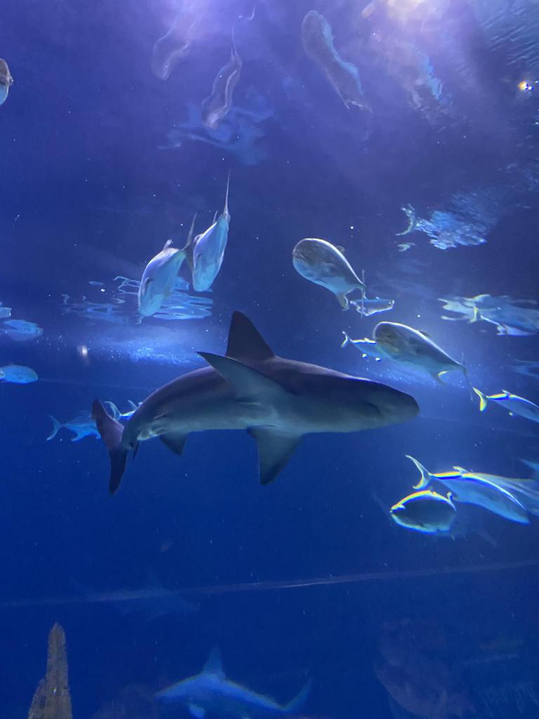 Underwater Object Detection